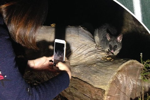 Nocturnal Wildlife Tour From Busselton Or Dunsborough - Attractions Melbourne 4