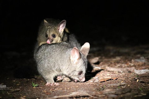 Nocturnal Wildlife Tour From Busselton Or Dunsborough - Attractions Melbourne 7