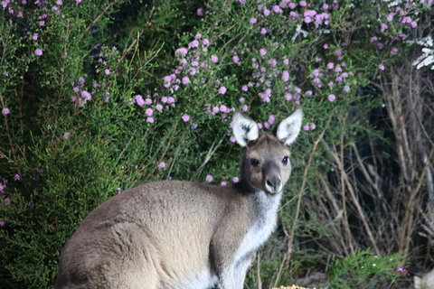 Nocturnal Wildlife Tour From Busselton Or Dunsborough - Attractions Melbourne 6