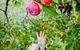 Perth Hills - Wildlife, Art & Gastronomy - thumb 0