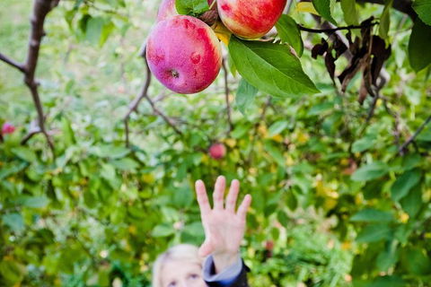 Perth Hills - Wildlife, Art & Gastronomy - Attractions Melbourne 0