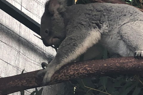 Perth Hills - Wildlife, Art & Gastronomy - Attractions Melbourne 7