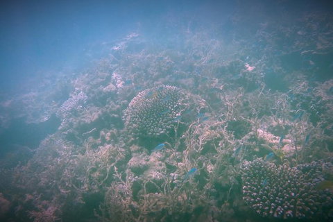 Guided Jet Ski And Snorkel Tour Of Champion Bay - Attractions Melbourne 1