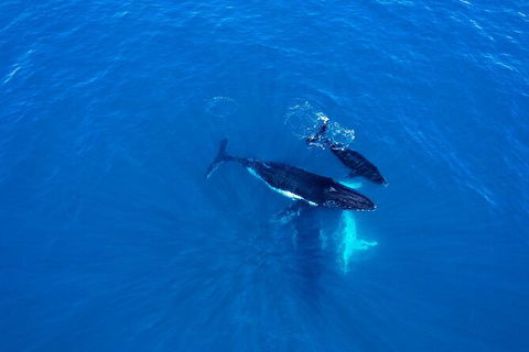 Whale-Watching Cruise And Hillarys Boat Harbour Day Trip From Perth - Attractions Melbourne 8