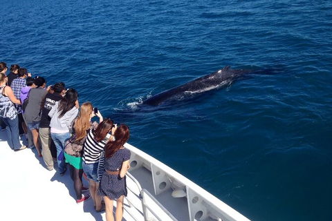 Whale-Watching Cruise And Hillarys Boat Harbour Day Trip From Perth - Attractions Melbourne 5