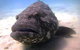 Muiron Island Dive & Snorkel Tour - thumb 1
