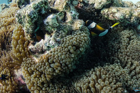 Muiron Island Dive & Snorkel Tour - Attractions Melbourne 0