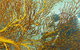 Muiron Island Dive & Snorkel Tour - thumb 6