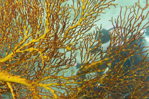 Muiron Island Dive & Snorkel Tour - Attractions Melbourne 6