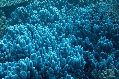 Muiron Island Dive & Snorkel Tour - Attractions Melbourne 3