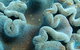 Muiron Island Dive & Snorkel Tour - thumb 5