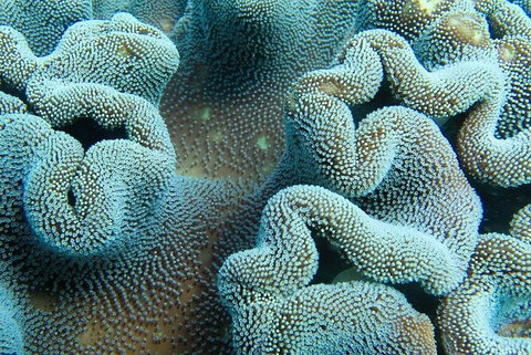 Muiron Island Dive & Snorkel Tour - Attractions Melbourne 5