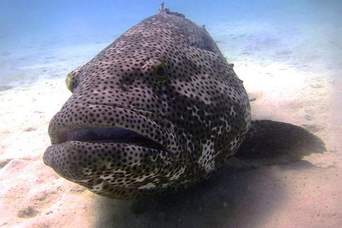 Muiron Island Dive & Snorkel Tour - Attractions Melbourne 4