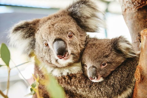 Half-Day Yanchep National Park & Crystal Cave - Attractions Melbourne 3