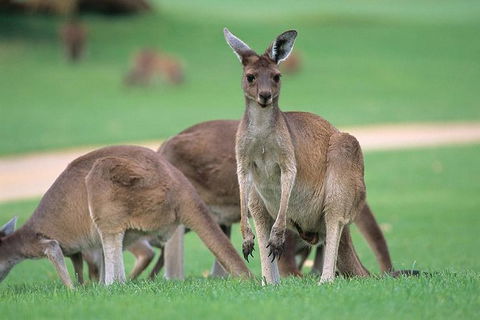 Half-Day Yanchep National Park & Crystal Cave - Attractions Melbourne 2