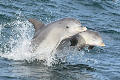 Mandurah Dolphin And Scenic Marine Cruise - Attractions Melbourne 12