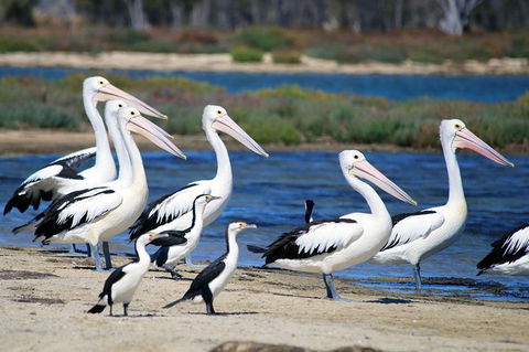 Mandurah Dolphin And Scenic Marine Cruise - Attractions Melbourne 7