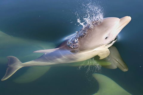 Mandurah Dolphin And Scenic Marine Cruise - Attractions Melbourne 4