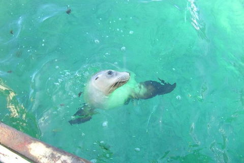 Abrolhos Islands Scenic Flight & Snorkel Adventure From Perth - Attractions Melbourne 4