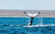 Ningaloo Reef Eco Tours - thumb 0