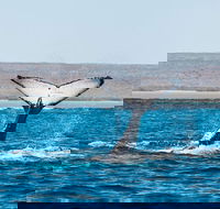 Ningaloo Reef Eco Tours - Attractions Melbourne