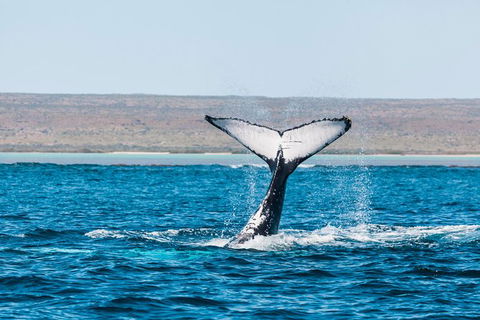 Ningaloo Reef Eco Tours - Attractions Melbourne 0