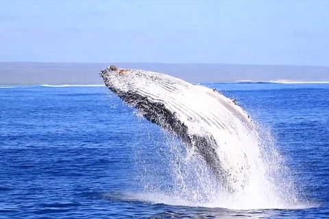 Ningaloo Reef Eco Tours - Attractions Melbourne 1