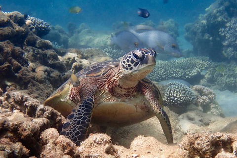Turtle Tour - Ningaloo Reef Half Day Sea Kayak And Snorkel Tour - Attractions Melbourne 4