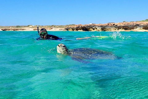Turtle Tour - Ningaloo Reef Half Day Sea Kayak And Snorkel Tour - Attractions Melbourne 2