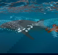 Ningaloo Reef Whale Shark Snorkeling Adventure Apr-July - Attractions Melbourne