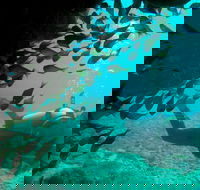 Scuba Dive Ningaloo Reef - Attractions Melbourne
