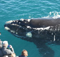 Augusta Whale Watching Eco Tour - Attractions Melbourne