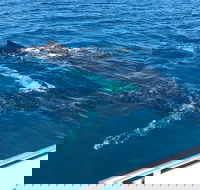Busselton Whale Watching - Attractions Melbourne