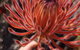 7 Hour Full Day Tour: Morning Tea, Chocolate, Olives, 3 Wineries & Lunch - thumb 16