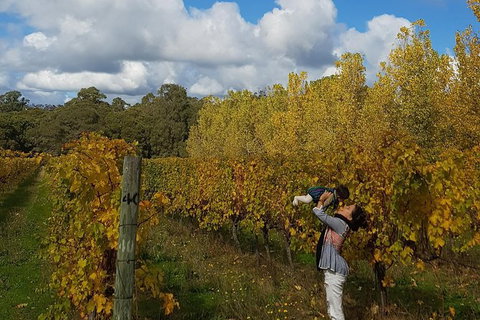 7 Hour Full Day Tour: Morning Tea, Chocolate, Olives, 3 Wineries & Lunch - Attractions Melbourne 20