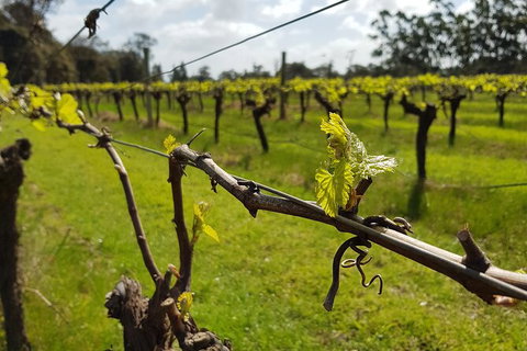 7 Hour Full Day Tour: Morning Tea, Chocolate, Olives, 3 Wineries & Lunch - Attractions Melbourne 15