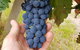 7 Hour Full Day Tour: Morning Tea, Chocolate, Olives, 3 Wineries & Lunch - thumb 19
