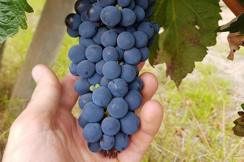 7 Hour Full Day Tour: Morning Tea, Chocolate, Olives, 3 Wineries & Lunch - Attractions Melbourne 19