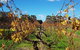 7 Hour Full Day Tour: Morning Tea, Chocolate, Olives, 3 Wineries & Lunch - thumb 8