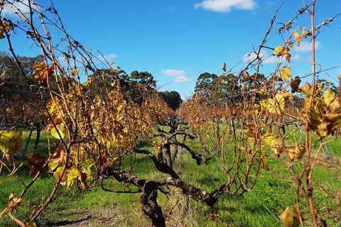 7 Hour Full Day Tour: Morning Tea, Chocolate, Olives, 3 Wineries & Lunch - Attractions Melbourne 8