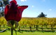 7 Hour Full Day Tour: Morning Tea, Chocolate, Olives, 3 Wineries & Lunch - thumb 14