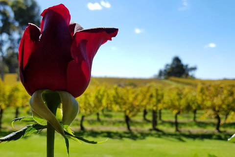 7 Hour Full Day Tour: Morning Tea, Chocolate, Olives, 3 Wineries & Lunch - Attractions Melbourne 14