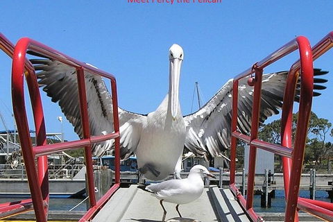 Kalgan Queen Scenic Cruises A Four Hour Sheltered Water Wildlife Tour Daily Fun. - Attractions Melbourne 1