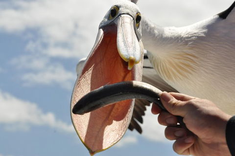 Kalgan Queen Scenic Cruises A Four Hour Sheltered Water Wildlife Tour Daily Fun. - Attractions Melbourne 5