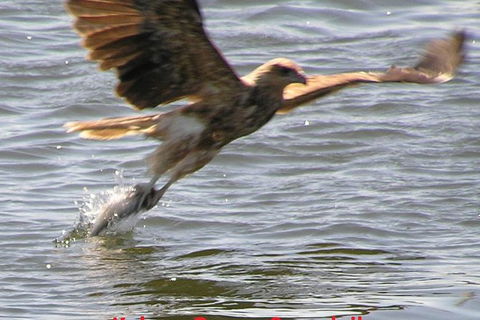 Kalgan Queen Scenic Cruises A Four Hour Sheltered Water Wildlife Tour Daily Fun. - Attractions Melbourne 6