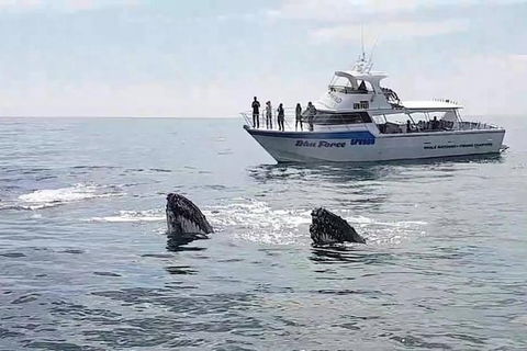 Busselton Whale Watching Eco Tour - Attractions Melbourne 0