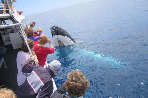 Busselton Whale Watching Eco Tour - Attractions Melbourne 1