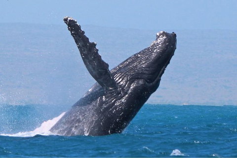 Sunset Cruise Wildlife Watching - Attractions Melbourne 0