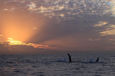 Sunset Cruise Wildlife Watching - Attractions Melbourne 5