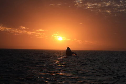 Sunset Cruise Wildlife Watching - Attractions Melbourne 4